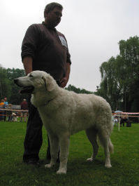 Kuvasz Ausstellungen aktuell
