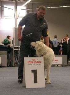 Kuvasz Ausstellungen aktuell