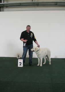 Kuvasz Ausstellungen aktuell