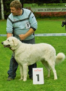 Kuvasz Ausstellungen aktuell
