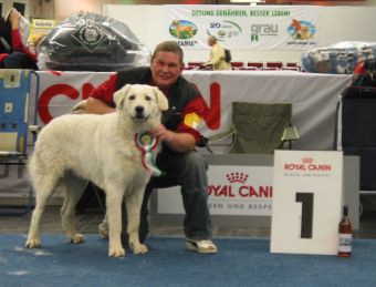 Kuvasz Ausstellungen aktuell