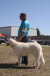 Kuvasz Ausstellungen aktuell
