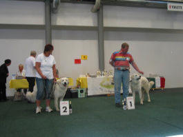 Kuvasz Ausstellungen aktuell