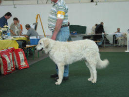 Kuvasz Ausstellungen aktuell