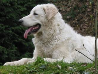 Kuvasz Ausstellungen aktuell