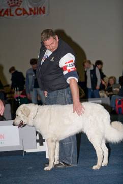 Kuvasz Ausstellungen aktuell