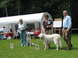 Kuvasz Ausstellungen aktuell