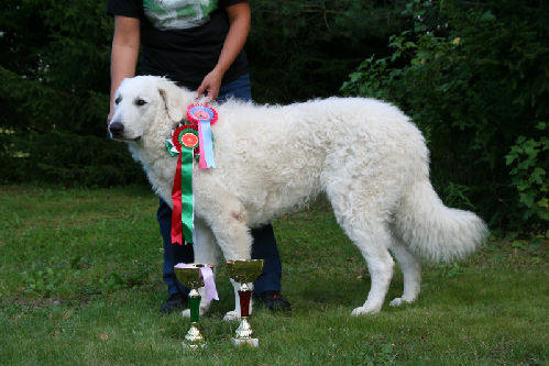 Kuvasz Ausstellungen aktuell