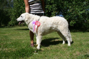 Kuvasz Ausstellungen aktuell