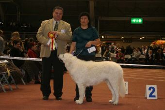 Kuvasz Ausstellungen aktuell