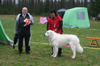 Kuvasz Ausstellungen aktuell