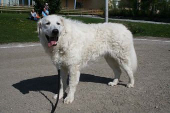 Kuvasz Ausstellungen aktuell