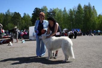 Kuvasz Ausstellungen aktuell