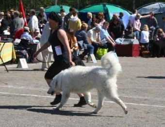 Kuvasz Ausstellungen aktuell