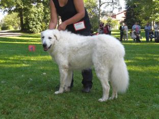Kuvasz Ausstellungen aktuell