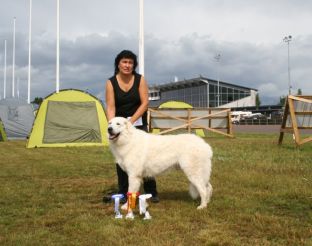 Kuvasz Ausstellungen aktuell