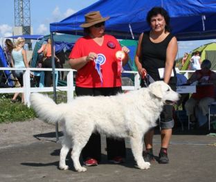 Kuvasz Ausstellungen aktuell