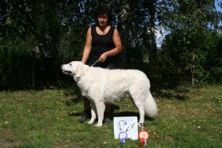 Kuvasz Ausstellungen aktuell