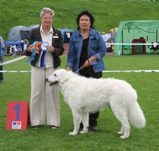 Kuvasz Ausstellungen aktuell