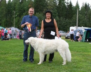 Kuvasz Ausstellungen aktuell
