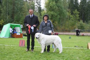 Kuvasz Ausstellungen aktuell