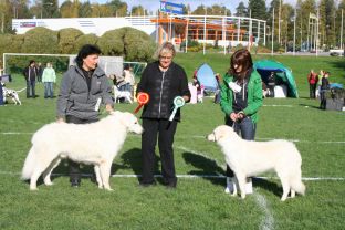 Kuvasz Ausstellungen aktuell