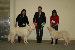 Kuvasz Ausstellungen aktuell