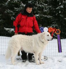 Kuvasz Nachzucht Ausstellungen aktuell