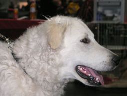 Kuvasz Ausstellungen aktuell