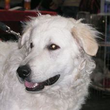 Kuvasz Ausstellungen aktuell