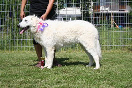 Kuvasz Ausstellungen aktuell