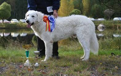 Kuvasz Ausstellungen aktuell