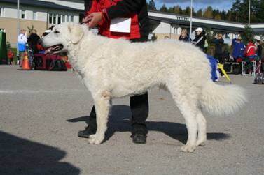 Kuvasz Ausstellungen aktuell