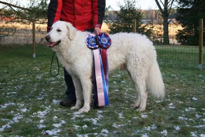 Kuvasz Ausstellungen aktuell