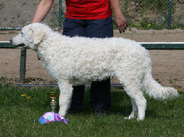 Kuvasz Ausstellungen aktuell