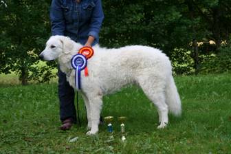 Kuvasz Ausstellungen aktuell