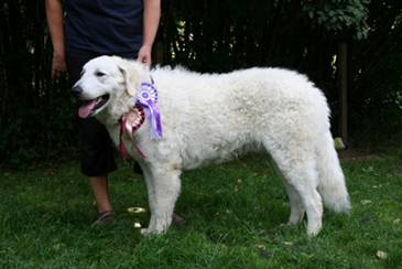 Kuvasz Ausstellungen aktuell