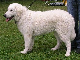 Kuvasz Ausstellungen aktuell