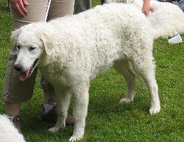 Kuvasz Ausstellungen aktuell