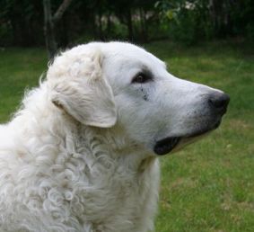 Deckruede Kuvasz - Zucht Feh�r Cimbor�k