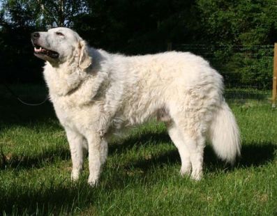 Deckruede Kuvasz - Zucht Feh�r Cimbor�k