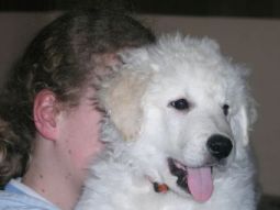 Kuvasz Erinnerungen aktuell