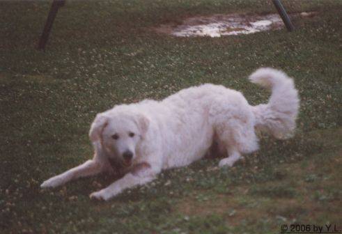 Kuvasz Erinnerungen aktuell