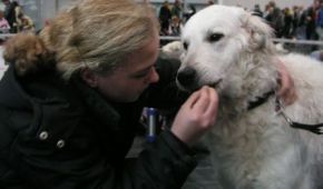 Kuvasz Erinnerungen aktuell