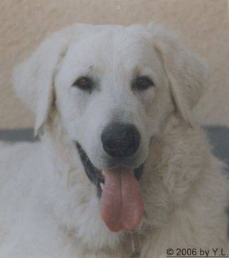 Kuvasz Erinnerungen aktuell