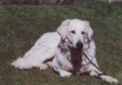 Kuvaszzucht Feh�r Cimbor�k