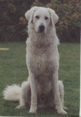 Kuvaszzucht Feh�r Cimbor�k