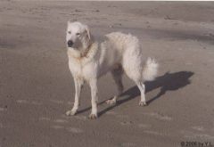 Kuvaszzucht Feh�r Cimbor�k