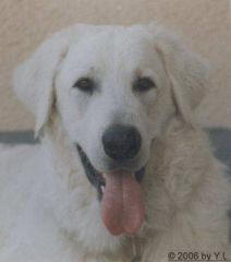 Kuvaszzucht Feh�r Cimbor�k