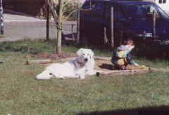 Kuvaszzucht Feh�r Cimbor�k